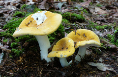 Russula ochroleucoides