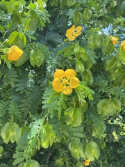 Gonopterodendron arboreum