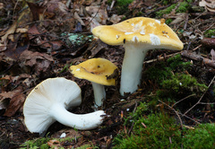 Russula ochroleucoides