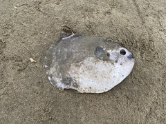 Mola