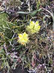 Castilleja pulchella