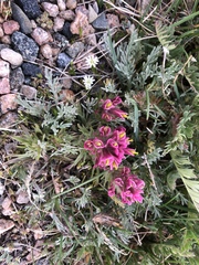 Castilleja purpurea