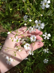 Gypsophila elegans