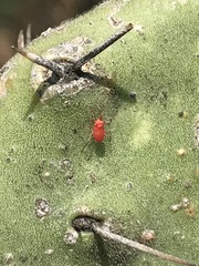 Hesperolabops mexica