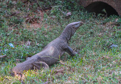 Varanus bengalensis
