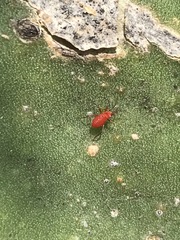 Hesperolabops mexica