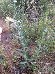 Lithospermum macromeria