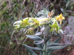 Lithospermum macromeria