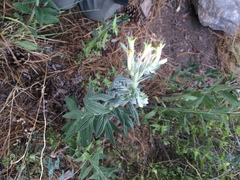 Lithospermum macromeria