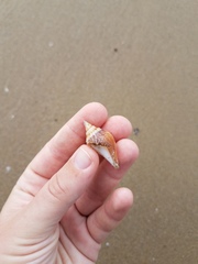 Laevistrombus canarium