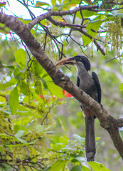 Ocyceros gingalensis