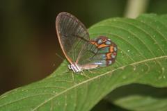 Pseudohaetera hypaesia