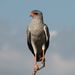 Pale Chanting-Goshawk - Photo (c) Alastair Rae, some rights reserved (CC BY-SA)