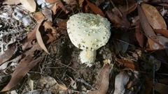 Amanita ochrophylla