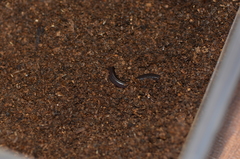 Indotyphlops braminus