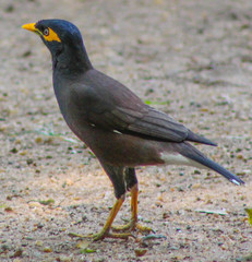 Acridotheres tristis melanosternus