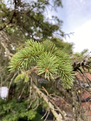Picea glauca