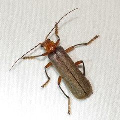 Pacificanthia consors