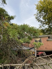 Picea glauca
