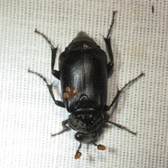 Nicrophorus nigrita