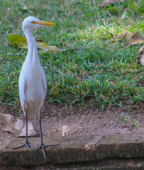 Bubulcus ibis