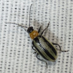 Acalymma trivittatum