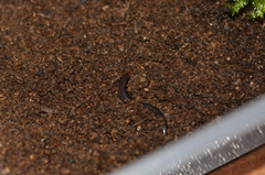 Indotyphlops braminus