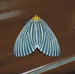 Neochera dominia