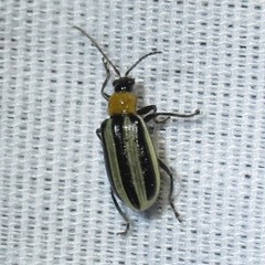 Acalymma trivittatum