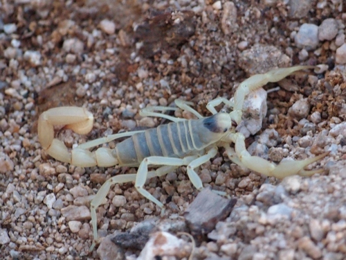 Desert Hairy Scorpion