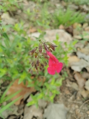Salvia angustiarum