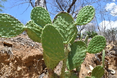 Opuntia bravoana