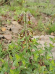 Salvia angustiarum