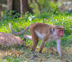 Macaca sinica