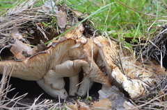 Lactarius resimus