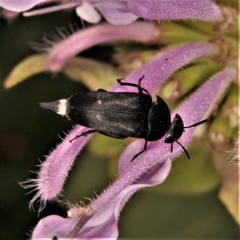Mordella quadripunctata
