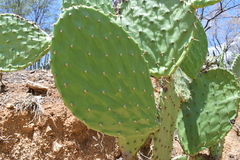 Opuntia bravoana