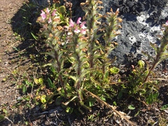 Pedicularis lanata