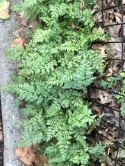 Corydalis cheilanthifolia