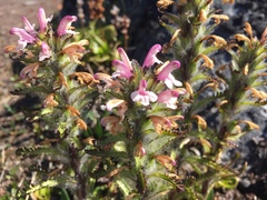 Pedicularis lanata