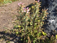 Pedicularis lanata