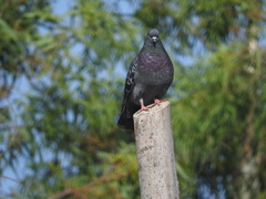 Columba livia
