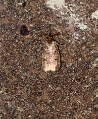 Glyphidocera democratica