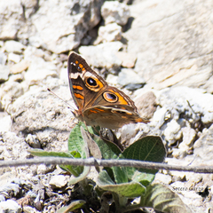 Junonia coenia coenia