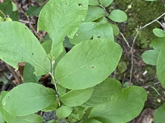 Dirca palustris