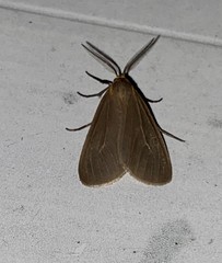 Pagara simplex