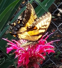 Papilio glaucus