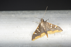 Prophantis adusta