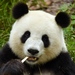 Giant Panda - Photo (c) Joachim S. Müller, some rights reserved (CC BY-NC-SA)