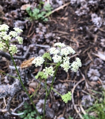 Ligusticum
